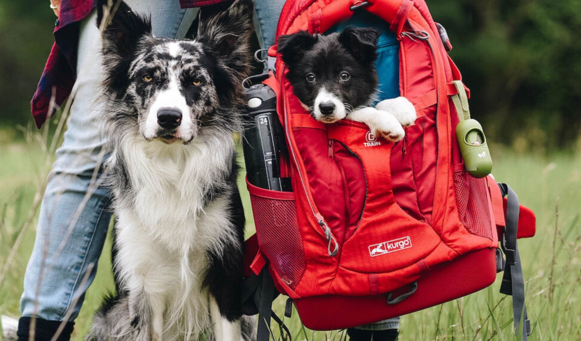 Why dog rucksacks are the next must-have in your pet retail range