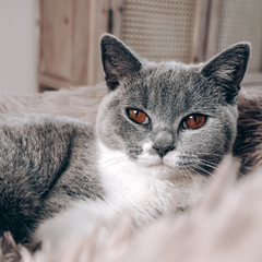 Collection image for: Kattenmanden