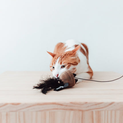 District 70 BAIT Kattenhengel
