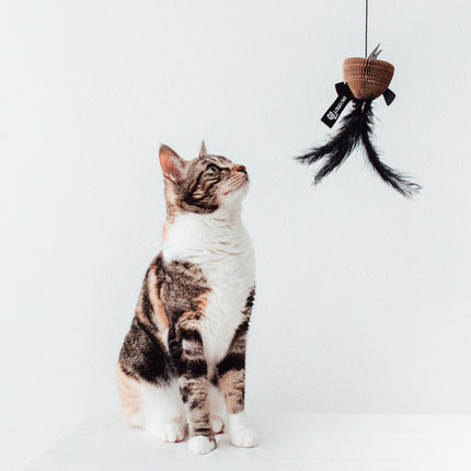 District 70 BAIT Kattenhengel