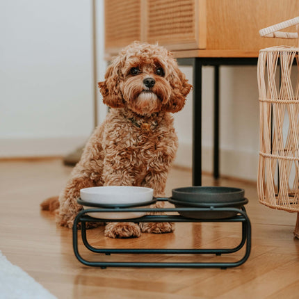 District 70 BUTLER Voerbakstandaard voor honden