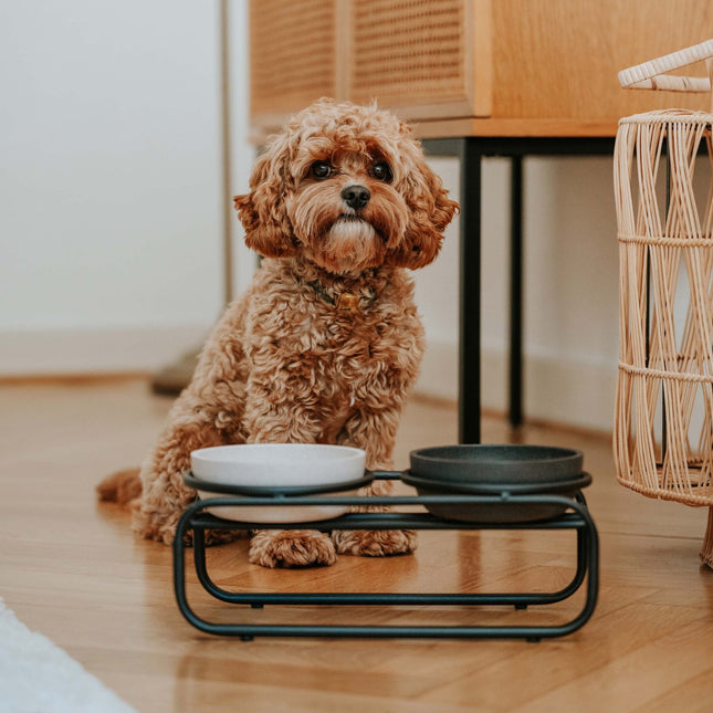 District 70 BUTLER Voerbakstandaard voor honden