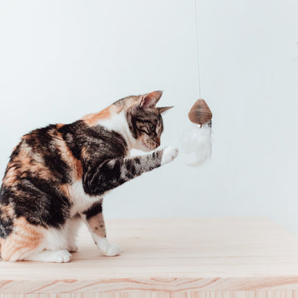 District 70 SMASH Kattenhengel