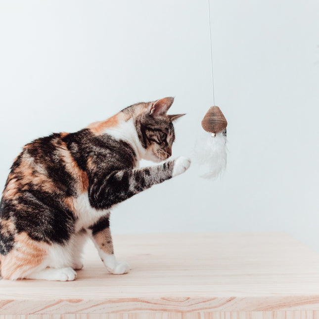 District 70 SMASH Kattenhengel
