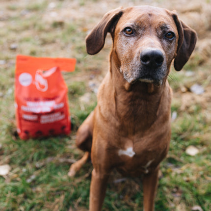 Imby Insect-based Dry Food - Maxi