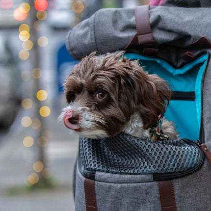 Classy dog rucksack