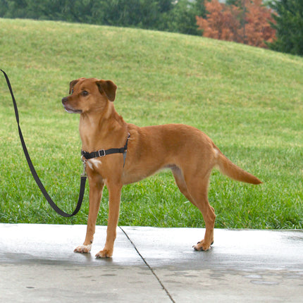 PetSafe Easy Walk  Harness