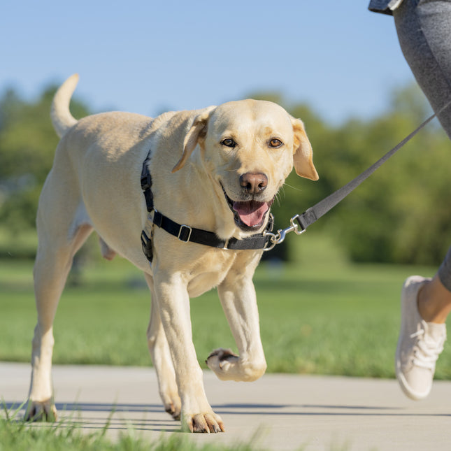 PetSafe Easy Walk  Harness