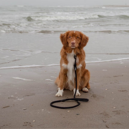Rebel Petz Basic Leash