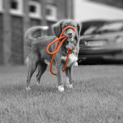 Rebel Petz Training Leash