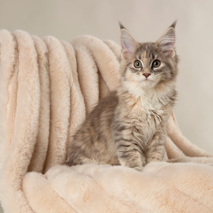 Scruffs Aspen Blanket